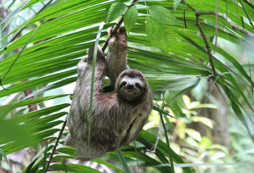 Copa De Arbol Beach & Rainforest Resort