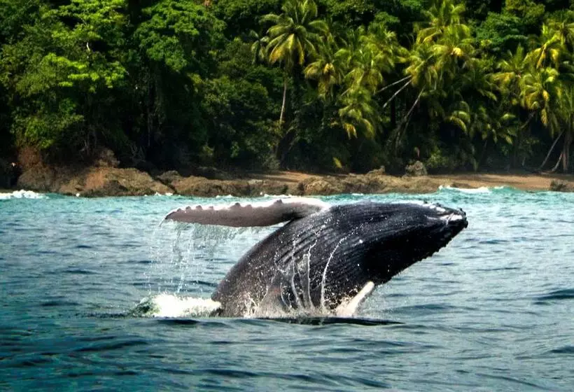 Copa De Arbol Beach & Rainforest Resort