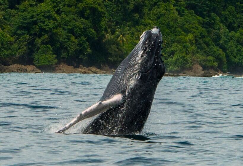 Copa De Arbol Beach & Rainforest Resort