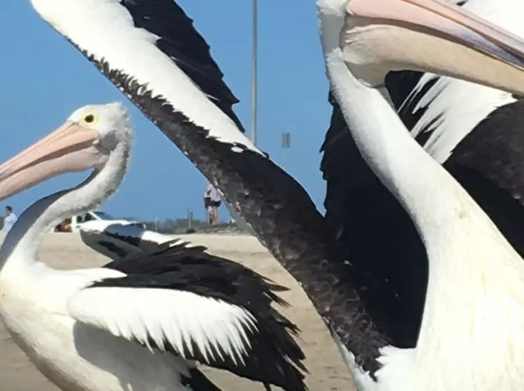 Отель Blue Waters Apartments