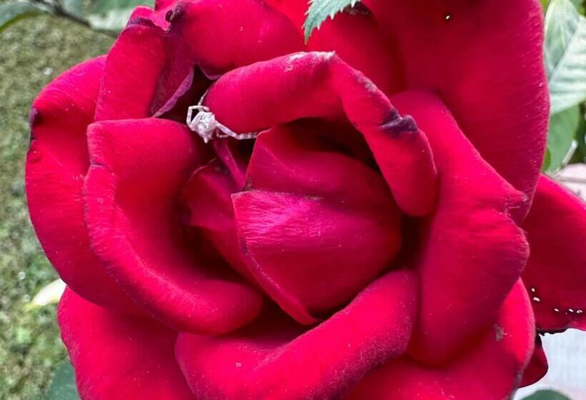 فندق Dewa Retreat A Himalayan Boutique