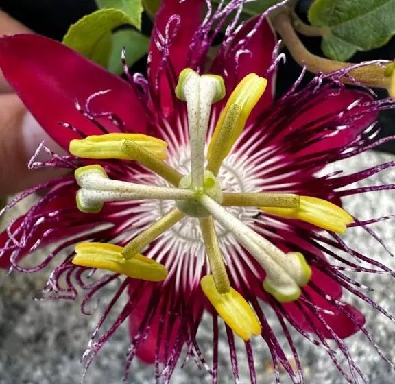 Hôtel Dewa Retreat A Himalayan Boutique