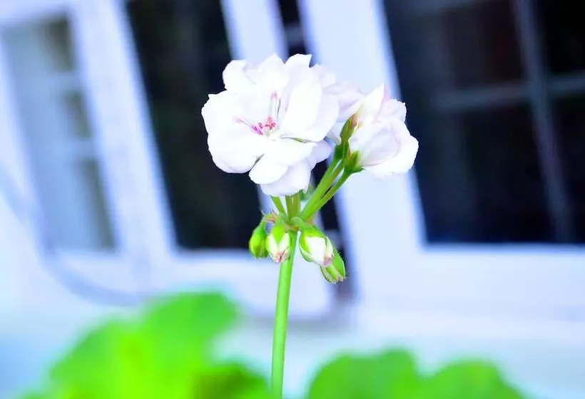 בית מלון כפרי Four Seasons Homestay Coorg