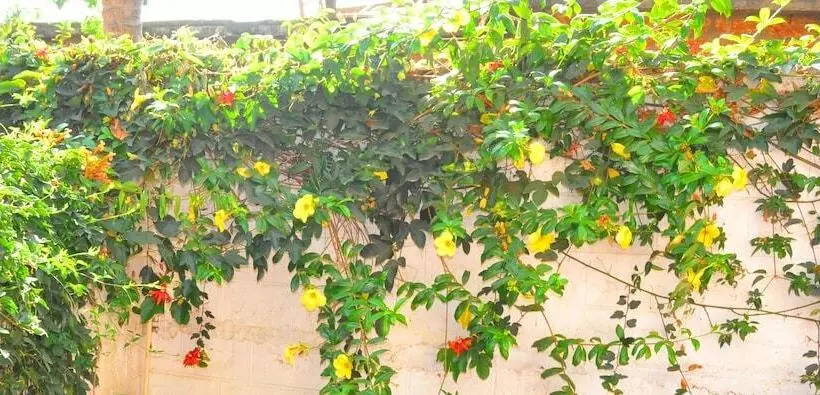 בית מלון כפרי Four Seasons Homestay Coorg