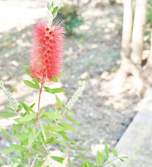 تختخواب و صبحانه Villa La Gitana