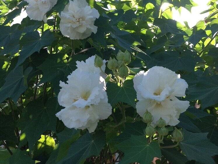 هتل Habitat Terrace