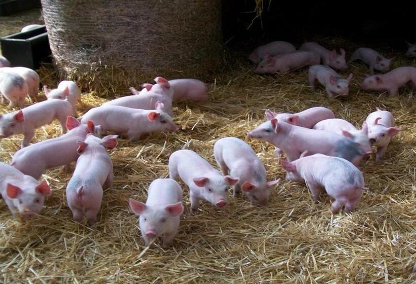 ホテル Lily Hill Farm