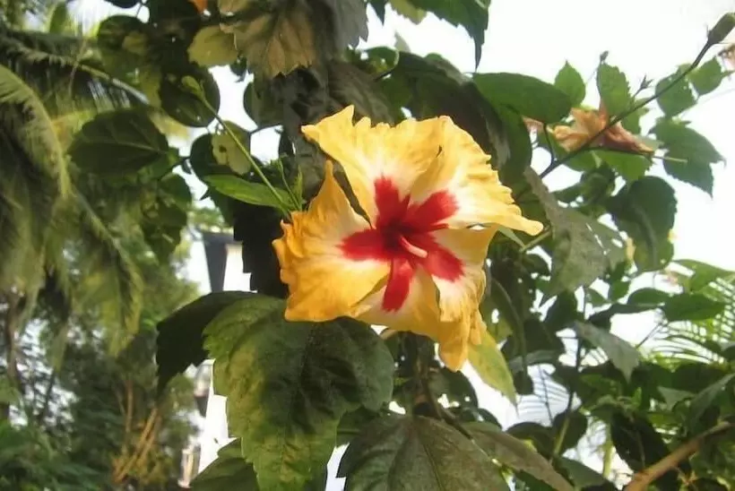 Hotel Mayflower By Casa Eternal Beach Resort Baga