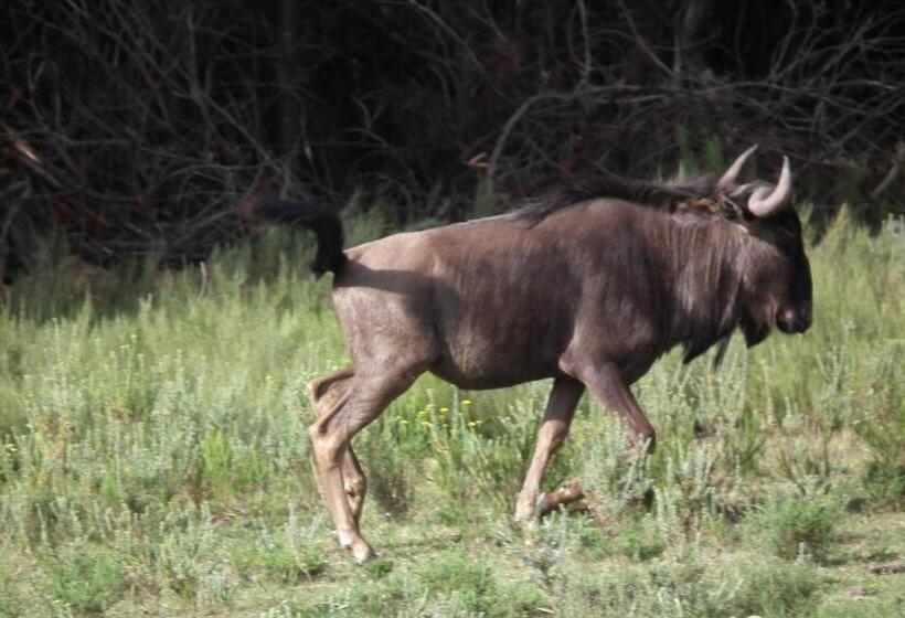 Hôtel Soloko Game Farm