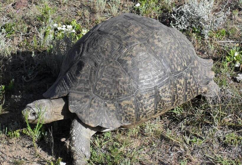 Hotel Soloko Game Farm