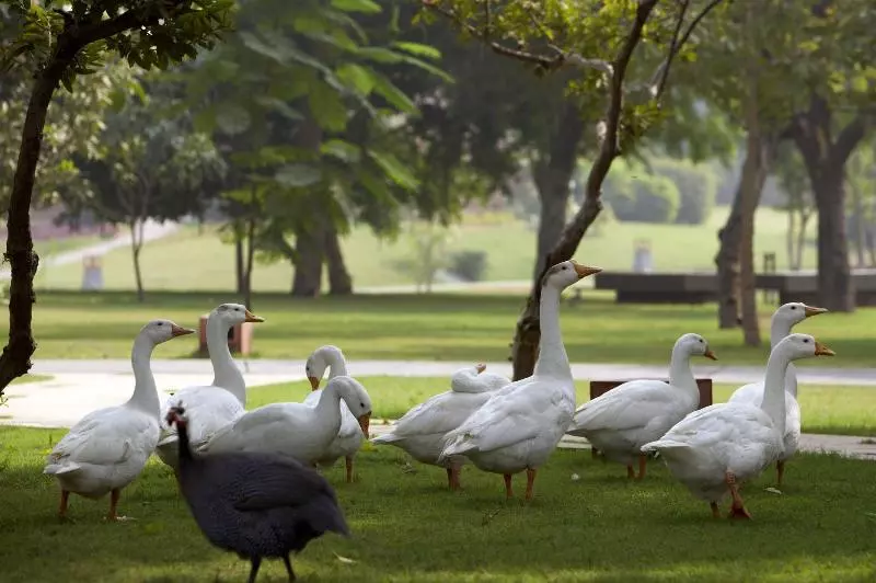 ホテル The Westin Sohna Resort & Spa