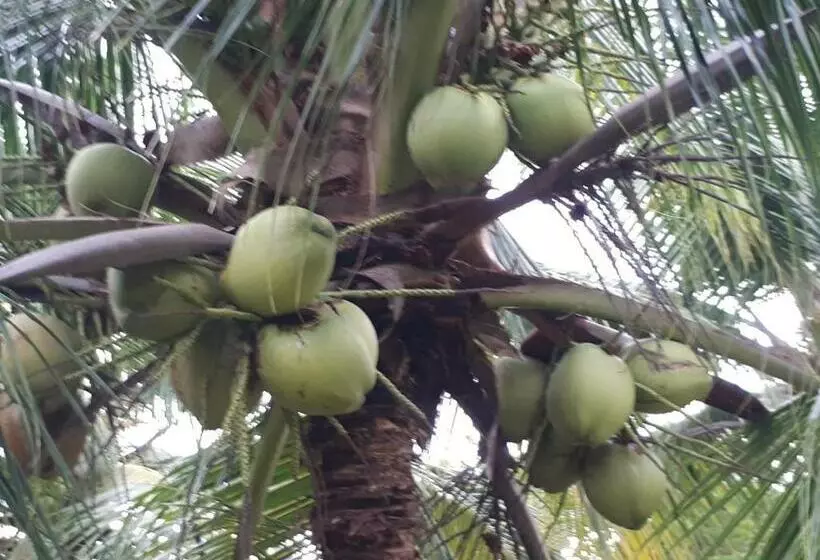 ペンション Pousada Do Beto