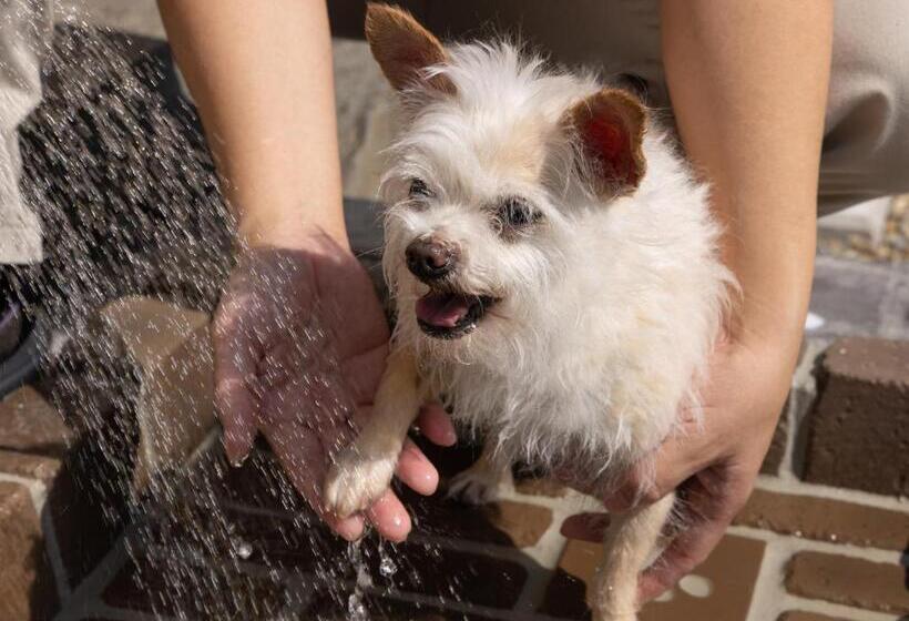 Apa Hotel & Resort Joetsu Myoko