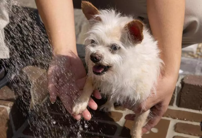 Apa Hotel & Resort Joetsu Myoko