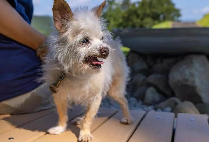 Apa Hotel & Resort Joetsu Myoko