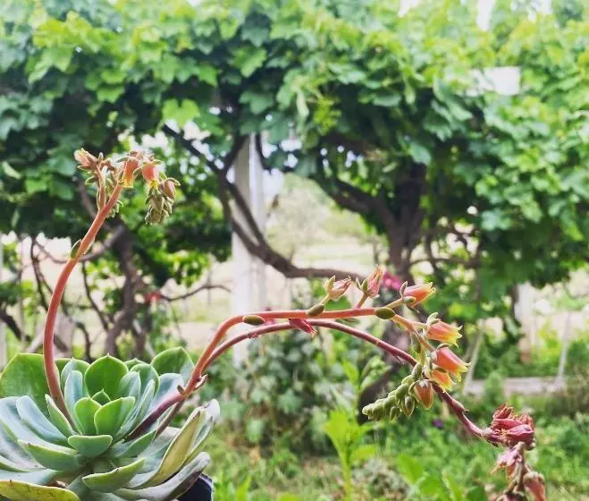 Aamiaismajoitus (B&B) El Convento De Tilcara