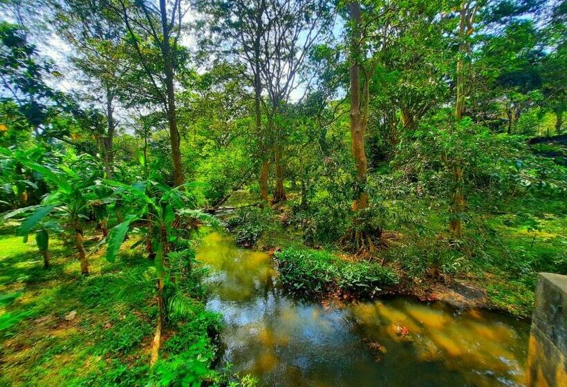 Bed and Breakfast Shaggy S Nature Lodge