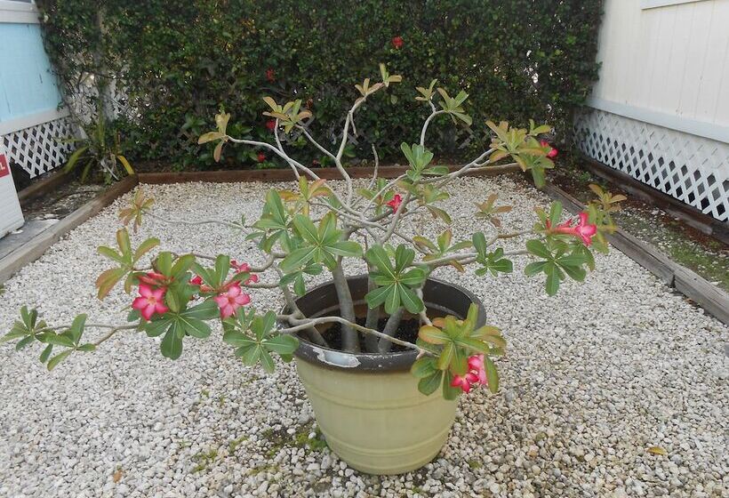 استراحتگاه Hoopers Bay Villas