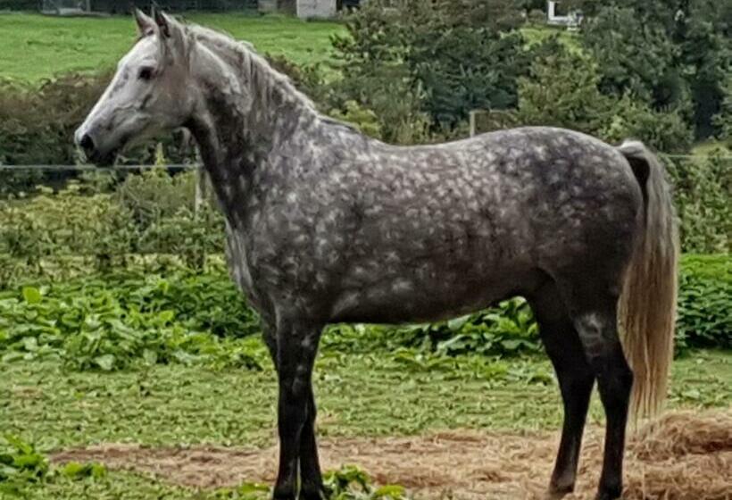 Bed and Breakfast La Roulotte Du Haut Pinleu