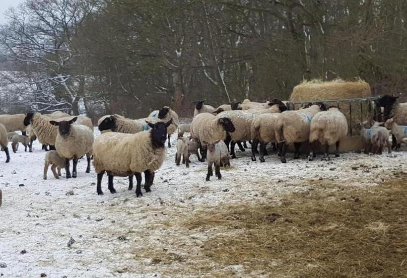 Cockley Hill Farm Bed & Breakfast