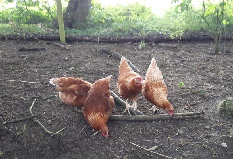 Cockley Hill Farm Bed & Breakfast