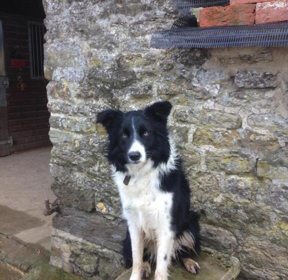 Cockley Hill Farm Bed & Breakfast