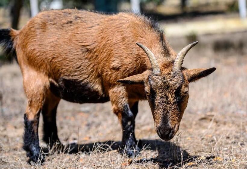 پانسیون Quinta Do Vale   Natureza, Piscina E Praia!