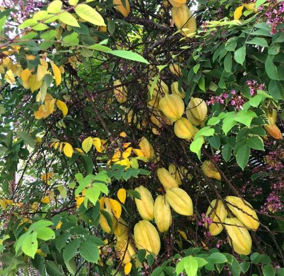 צימר New Raya Nias Beach Bungalows