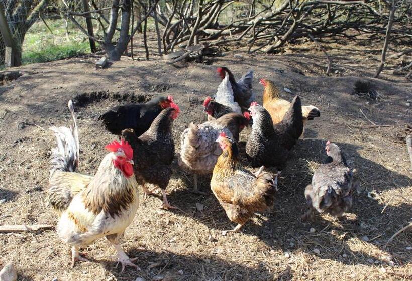 تختخواب و صبحانه Lothlorien