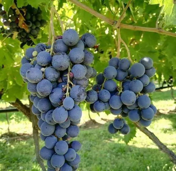 Hotelli Agriturismo El Crear