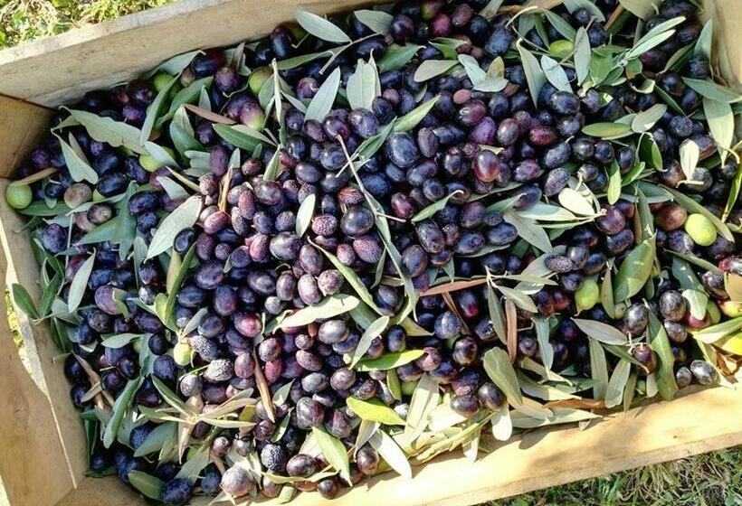 酒店 Agriturismo El Crear