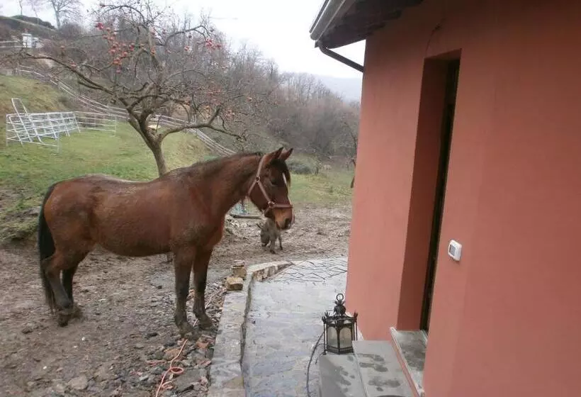 Aamiaismajoitus (B&B) I Poggi Di Grace