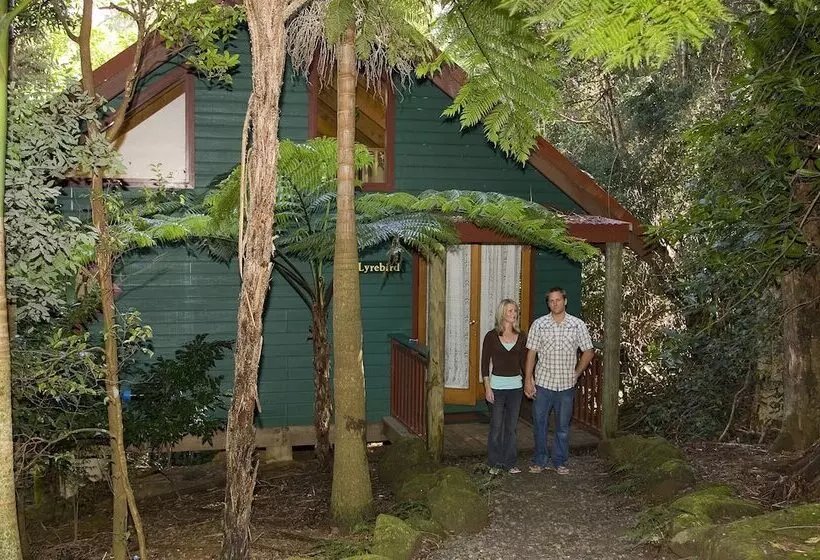 Springbrook Lyrebird Retreat