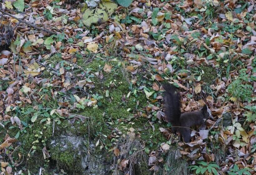 Отель Vila Arizto