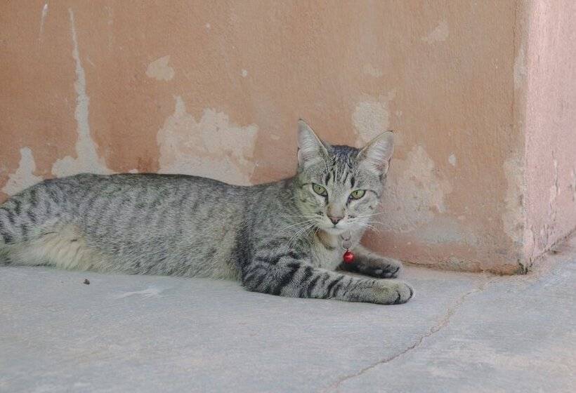 پانسیون Chale Sossego