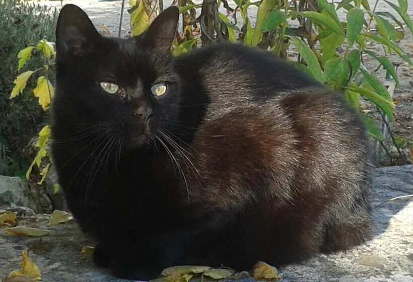 ペンション Le Clos De La Salamandre