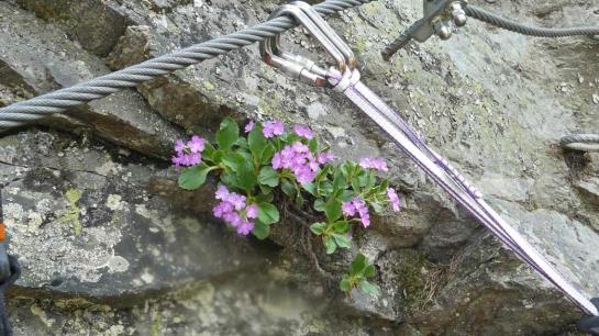 Bauernhof Ban Kneissl's