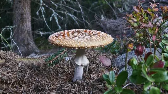 Bauernhof Ban Kneissl's