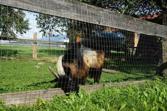 Bauernhof Ferienhof Gressenbauer
