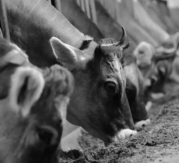 Отель Hoarachhof