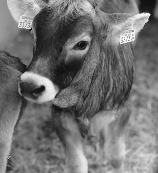 Отель Hoarachhof