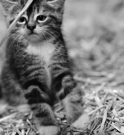 Отель Hoarachhof