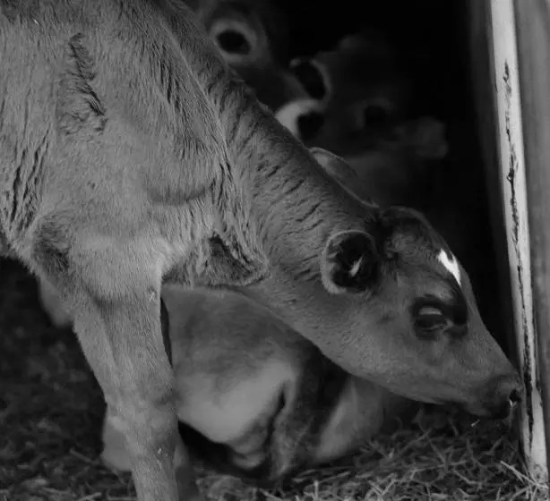 Отель Hoarachhof