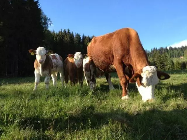 Пансион Linder Gasthof