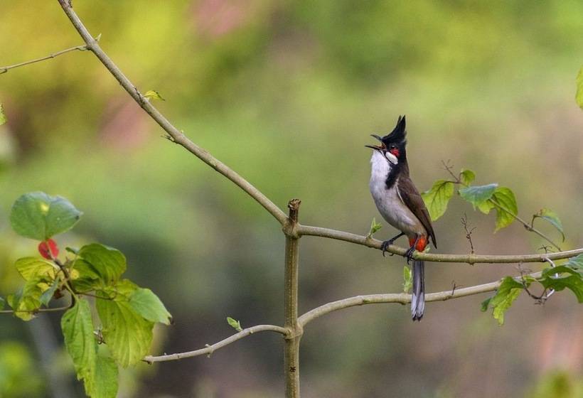 Отель The Riverwood Forest Retreat   Dooars