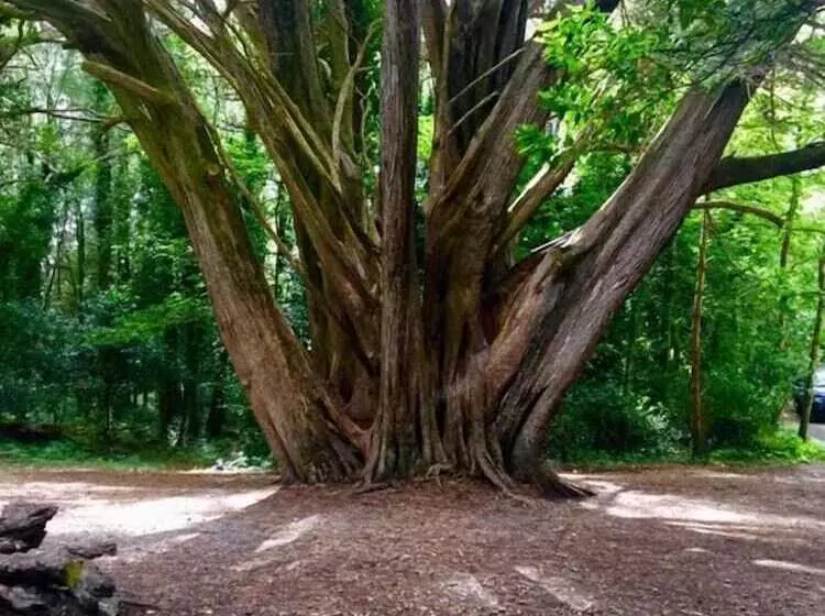 ベッドアンドブレックファースト Abbey Court