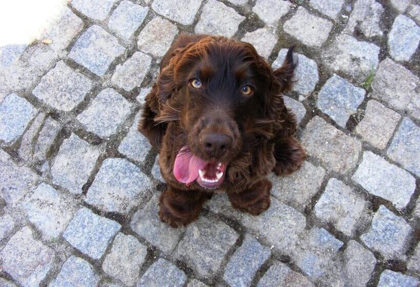 田舎風ホテル Solar Quinta Da Portela   Douro