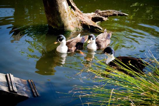 Bauernhof Stöcklbauer
