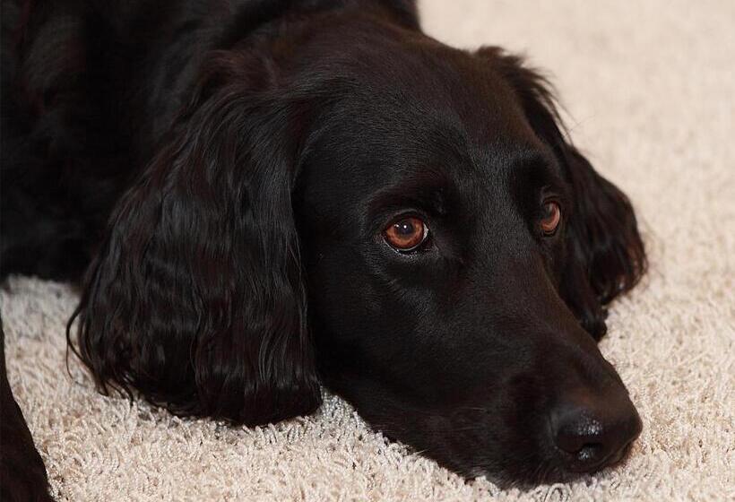 Hotel Goldener Adler