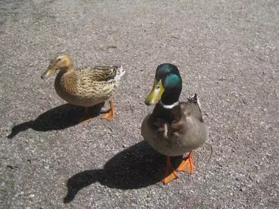 Отель Haus Unterhuben